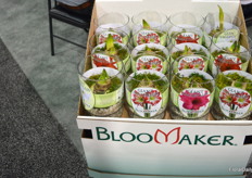 Amaryllis at the booth of Bloomaker.